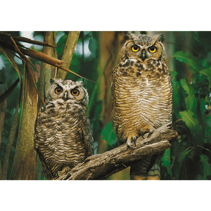 Puzzle 1000 Piezas - Owls