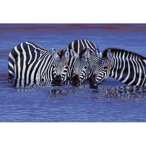 PUZZLE 1000 PIEZAS - Zebras in the Water - puzles.cl