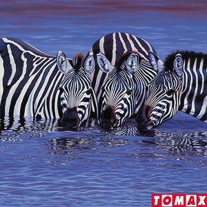 PUZZLE 1000 PIEZAS - Zebras in the Water - puzles.cl