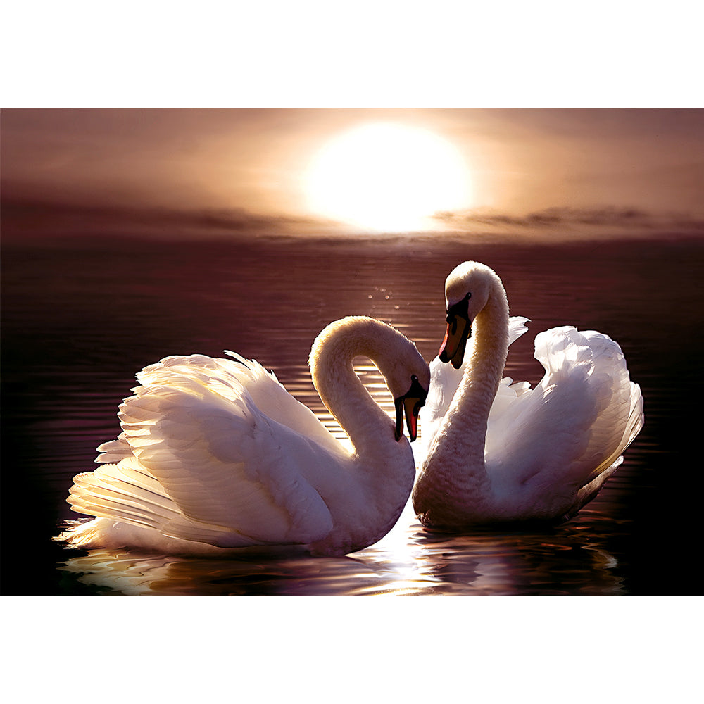 PUZZLE 300 PIEZAS - Loving Swans - puzles.cl