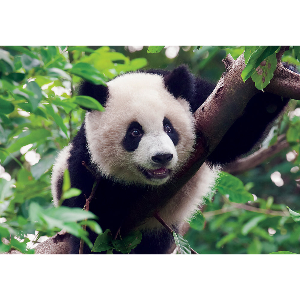 PUZZLE 300 PIEZAS - Young Giant Panda Bear - puzles.cl