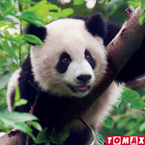 PUZZLE 300 PIEZAS - Young Giant Panda Bear - puzles.cl