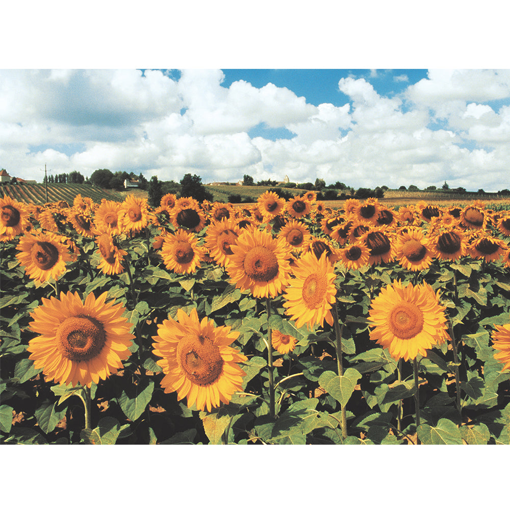 PUZZLE 500 PIEZAS - Sunflowers - puzles.cl