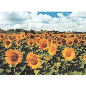 PUZZLE 500 PIEZAS - Sunflowers - puzles.cl