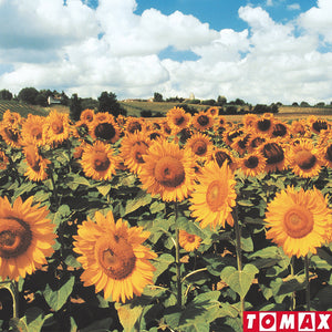 PUZZLE 500 PIEZAS - Sunflowers - puzles.cl